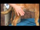Köpek Dirsek Artrit İçin Akupunktur : Dirsek Artrit İçin Köpek Akupunktur: Üç Kilometre Koşmak Resim 4
