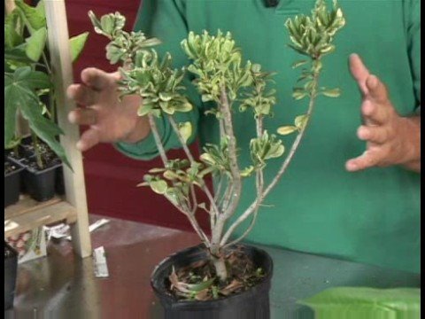 Artan İhtiyaçlarını : Pittosporum Bitkiler Alacalı Büyüyen\ Bitkileri Resim 1