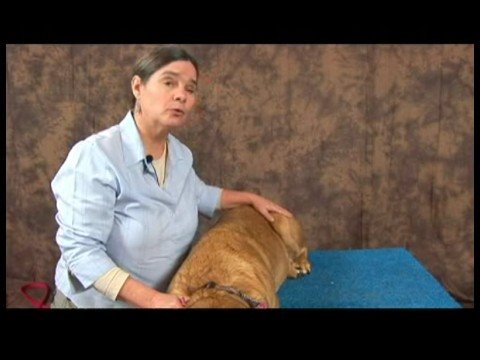 Artritik Köpekler İçin Acupressure: Köpek Acupressure Evde Beslenen Hayvan Tepkiler