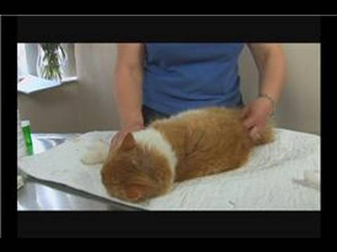 Kedi Sağlık Ve Tıbbi Sorunlar : Kedi Sağlığı: Kaşıntılı Deri
