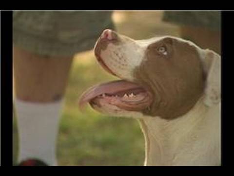 Köpek Çeviklik Eğitim Temelleri : En İyi Köpek Çeviklik Eğitim İçin Doğurmak  Resim 1