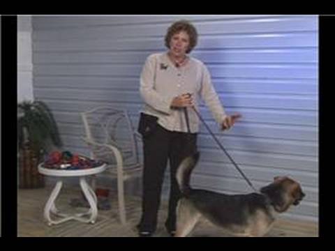 Köpek Eğitim Yaka Ve Tasma : Köpek Tasma Çeşitleri