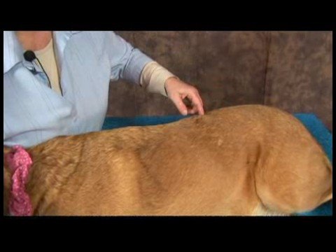 Köpek Omuz Artrit İçin Akupunktur : Omuz Artrit İçin Köpek Akupunktur: Böbrek\'s Hollow