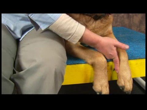 Köpek Omuz Artrit İçin Akupunktur : Omuz Artrit İçin Köpek Akupunktur: Valley Katılmadan  Resim 1