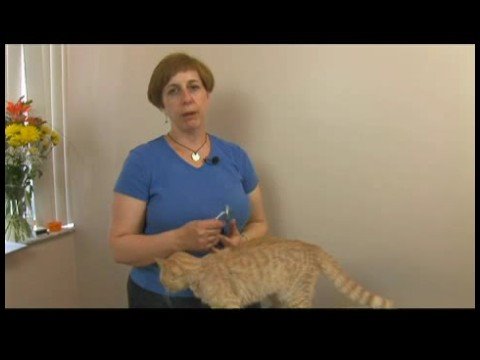 Ortak Kedi Sağlık Problem: Kedi Kalp Hastalıkları