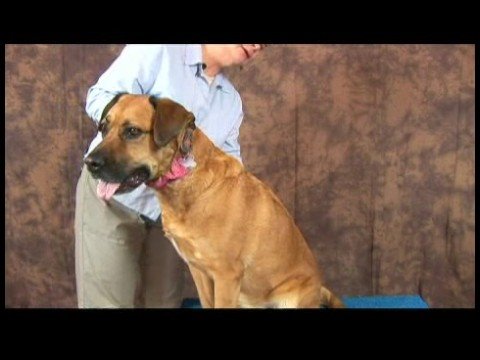Romatizmalı Köpekler İçin Akupunktur : Akupunktur Köpek Mesane Meridyenleri