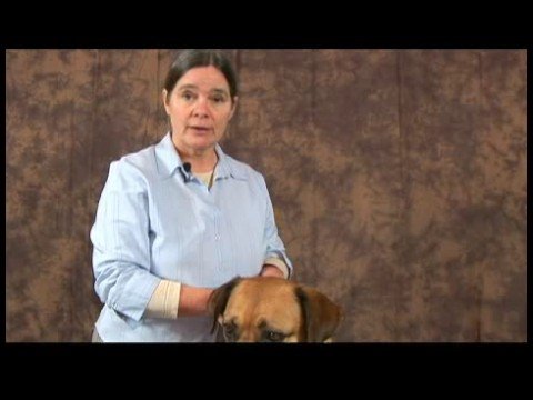 Romatizmalı Köpekler İçin Akupunktur : Akupunktur Köpek Temelleri