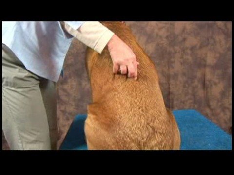 Romatizmalı Köpekler İçin Akupunktur : Köpek Mesane Akupunktur Noktası 23  Resim 1