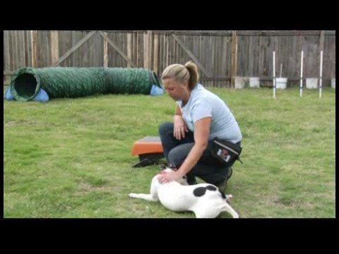 Uzan İçin Bir Köpek Öğretmek İçin Nasıl Temel Köpek Eğitim İpuçları :  Resim 1