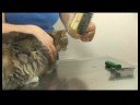 Kedi Bakım İpuçları : Kedi Damat: Mats Kaldırma 