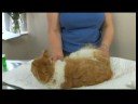 Kedi Sağlık Ve Tıbbi Sorunlar : Kedi Sağlığı: Kaşıntılı Deri Resim 2