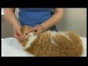 Kedi Sağlık Ve Tıbbi Sorunlar : Kedi Sağlığı: Kirli Kulaklar Ve Kulak Akarları