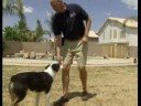 Köpek Çeviklik Eğitim Temelleri : Öğretim Köpekler Çeviklik Hileler Resim 2