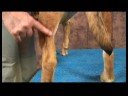 Köpek Omuz Artrit İçin Akupunktur : Köpek Omuz Artrit İçin Akupunktur: Kunlun Dağ