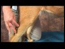 Köpek Omuz Artrit İçin Akupunktur : Omuz Artrit İçin Köpek Akupunktur: Üç Kilometre Koşmak Resim 2