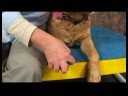 Köpek Omuz Artrit İçin Akupunktur : Omuz Artrit İçin Köpek Akupunktur: Valley Katılmadan  Resim 2