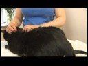 Ortak Kedi Sağlık Problem: Kediler Subkutan Sıvı Vermek Nasıl