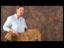Romatizmalı Köpekler İçin Akupunktur : Akupunktur Noktaları Bulma Köpek Resim 2