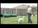Temel Köpek Eğitim İpuçları : Bakımı Göz Teması: Köpek Eğitim