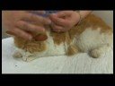 Kedi Sağlık Ve Tıbbi Sorunlar : Kedi Sağlığı: Uygulama Pire Ve Kene Tedaviler Resim 3