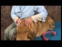 Köpek Omuz Artrit İçin Akupunktur : Artrit İçin Köpek Masaj: Boyun Masaj Resim 3