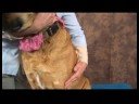 Köpek Omuz Artrit İçin Akupunktur : Köpek Omuz Artrit İçin Akupunktur: kürek kemiği\'s Hollow Resim 3