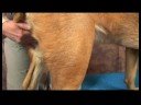 Köpek Omuz Artrit İçin Akupunktur : Omuz Artrit İçin Köpek Akupunktur: Orta Komisyonu  Resim 3