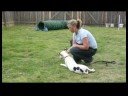 Temel Köpek Eğitim İpuçları : Komutları Kullanarak Aşağı: Köpek Eğitim Resim 3