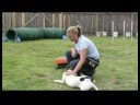 Uzan İçin Bir Köpek Öğretmek İçin Nasıl Temel Köpek Eğitim İpuçları :  Resim 3