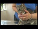 Kedi Bakım İpuçları : Kedi Bakım: Diş Fırçalama  Resim 4