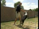 Köpek Çeviklik Eğitim Temelleri : Köpek Çeviklik Eğitim Önlemleri Resim 4