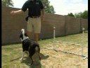 Köpek Çeviklik Eğitim Temelleri : Öğretim Köpekler Çeviklik Hileler Resim 4