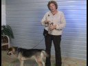 Köpek Eğitim Tasmaları Ve Tasmalar : Eğitim Köpekler İçin Çek Tasma Resim 4