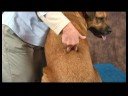 Romatizmalı Köpekler İçin Akupunktur : Köpek Mesane Akupunktur Noktası 23  Resim 4