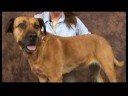 Romatizmalı Köpekler İçin Akupunktur : Yin Mezarı Bahar Köpek Akupunktur Noktası Resim 4
