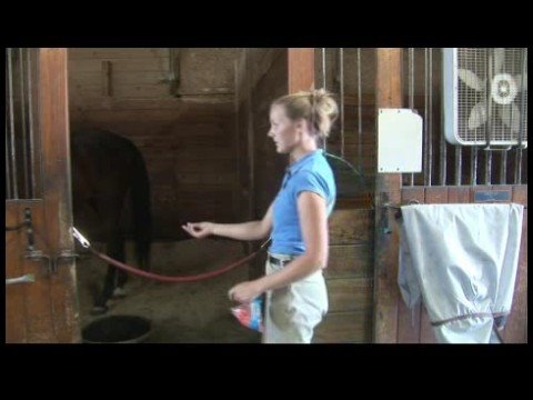 At Bir Havuç Beslemek İçin Nasıl Bakım At & Binicilik : 