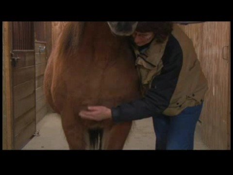 Atçılık Masaj Faydaları : At Masaj: Ağır Baskı