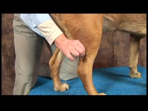 Ayak Bileği Artrit İçin Acupressure Köpek: Ayak Bileği Artrit İçin Acupressure Köpek: Kunlun Dağ Resim 1