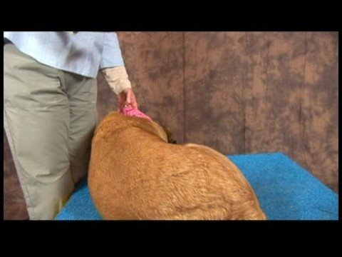 Köpek Diz Artrit İçin Akupunktur : Akupunktur Köpek Rahatlama Resim 1