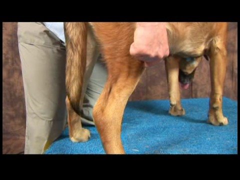 Köpek Diz Artrit İçin Akupunktur : Diz Artrit İçin Köpek Akupunktur: Üç Kilometre Koşmak