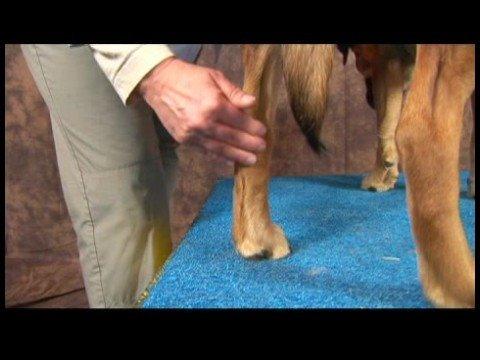 Köpek Diz Artrit İçin Akupunktur : Köpek Diz Artrit İçin Akupunktur: Büyük Dökme