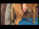 Köpek Diz Artrit İçin Akupunktur : Köpek Diz Artrit İçin Akupunktur: Yang Bahar Mezar