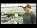 Satın Alma Sebze Ve Meyve Bitkiler: Seçme Ve Brokoli Dikim Resim 3