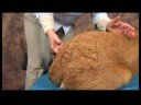 Köpek Ayak Bileği Artrit İçin Akupunktur : Ayak Bileği Artrit İçin Köpek Akupunktur: Sıçrama Çevreleyen  Resim 4