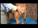 Köpek Diz Artrit İçin Akupunktur : Diz Artrit İçin Köpek Masaj: Bacak Resim 4