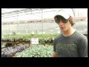Satın Alma Sebze Ve Meyve Bitkiler: Seçme Ve Brokoli Dikim Resim 4