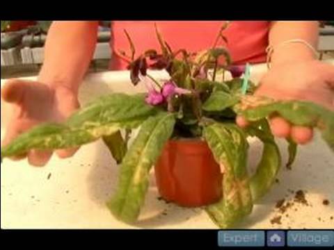 Ev Bitkileri Su Nasıl Yapılır : Evde Yaprak Yakmak Bitkiler Tanımlama Nasıl 