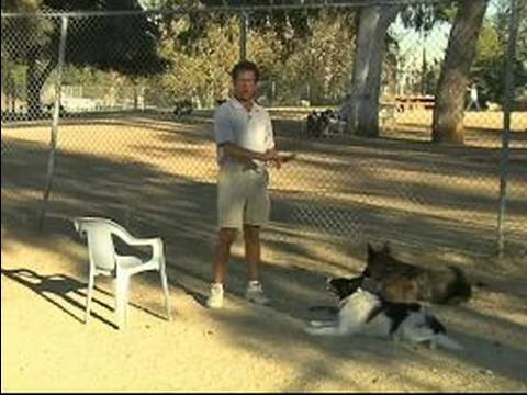 Hizmet Köpek Eğitim İpuçları : Köpek Eğitim Dikkat Dağıtıcı Nasıl Tepki Vereceğini Öğrenmek İçin Servis 