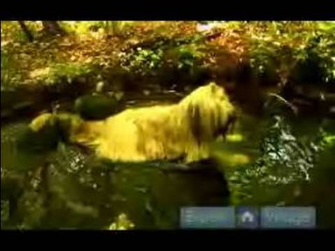 Senin Köpek Ormanda Yürüyüş: Ne Zaman Yürüyüş Köpekler İçin Doğal Su Kaynağı Resim 1