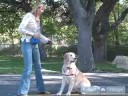 Golden Retriever Nasıl Tren : Uzan İçin Golden Retriever Köpek Öğretmek Nasıl  Resim 2